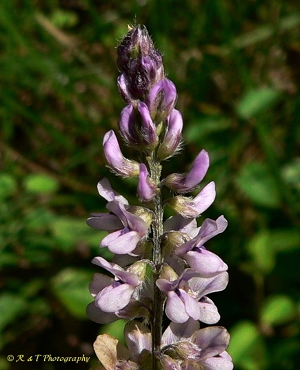 {Orbexilum pedunculatum}